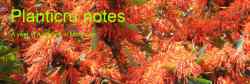 planticru notes blog - abriachan nurseries